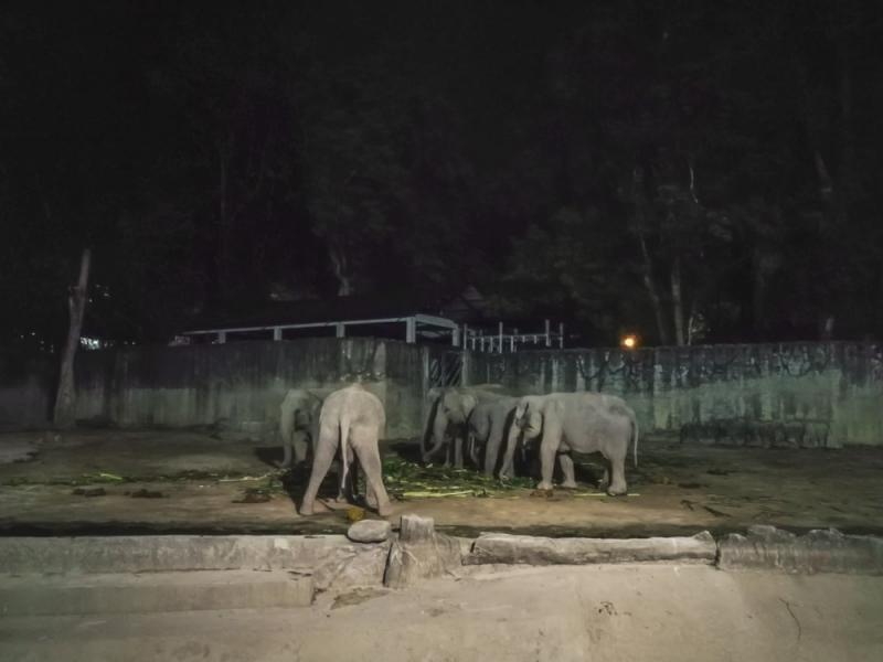 ●シンガポール動物園 / ナイトサファリ世界初となる、夜行性の動物の姿を楽しむことができるサファリ。約140種、約2,500頭の動物たちのいきいきとした姿を近い距離からご覧いただけます。※写真撮影は問題ありませんが、フラッシュ撮影は禁止されています。※写真はイメージです。
