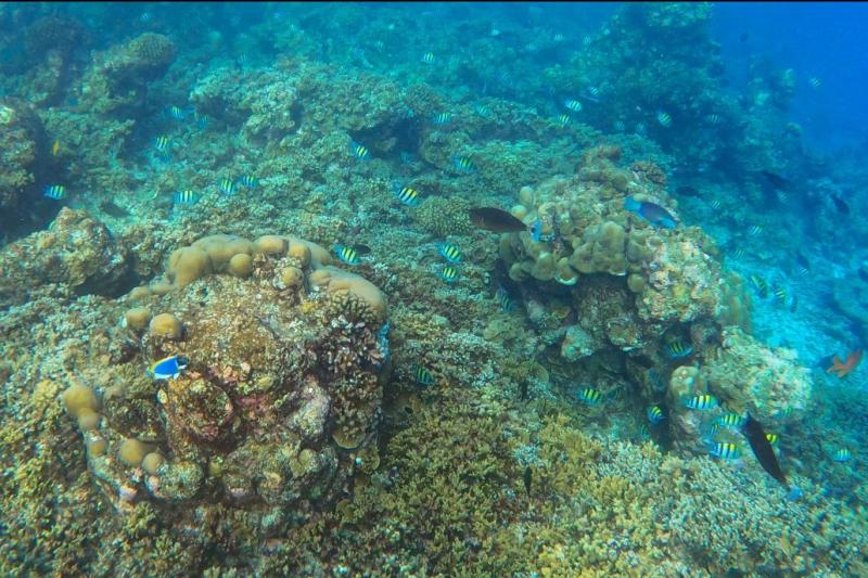 カラフルな小さな魚がたくさん