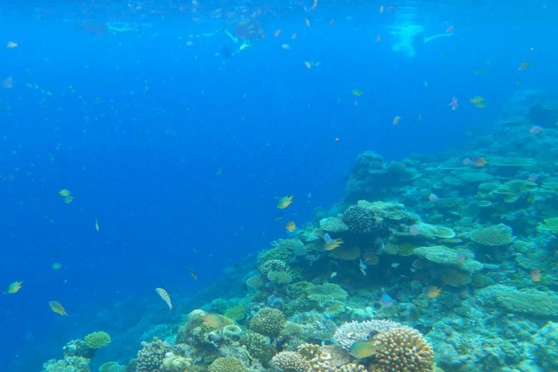 シュノーケリングで水中を観察!