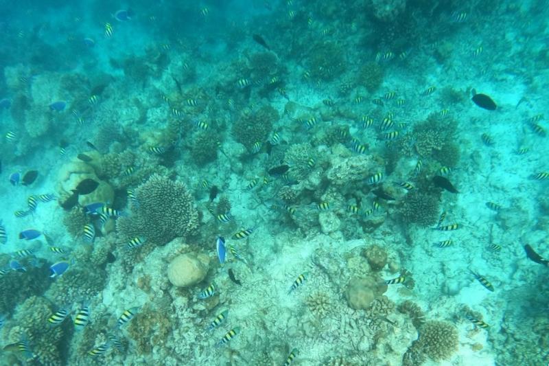 カラフルなお魚がたくさん
