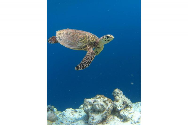 カラフルな魚もたくさんいて、毎日とても癒されました。波は午前中は比較的穏やかで、午後になると少し高くなる印象でした。私自身は毎日泳いでいましたが、同じように泳いでいる方がほとんどおらず、きれいな海を独占しているような贅沢な時間を過ごせました(笑)。