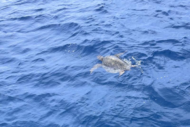 何よりシュノーケリングをして海へもぐった瞬間、透き通った海にウミガメはもちろん、魚もすごく泳いでいて、想像を超える瞬間が目の前に広がっていました!また次回行く機会があったら、必ず同じツアーに参加したいと思います。