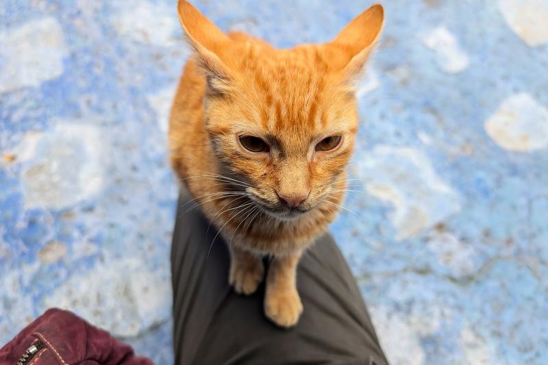 シェフシャウエンの猫が、いちばん人懐っこくて毛並みがきれいでした