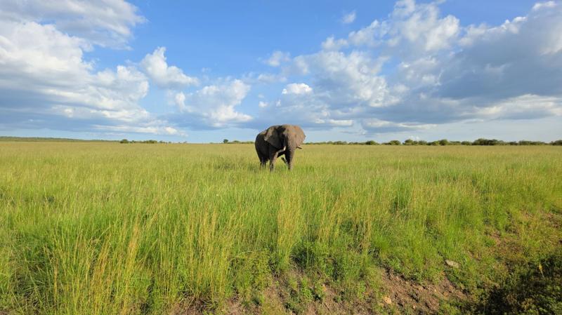 ゾウ、壮大で感動しました