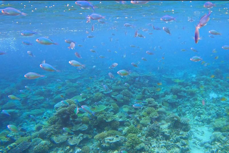 お魚の群れ