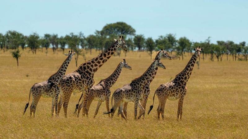 キリンの群れ