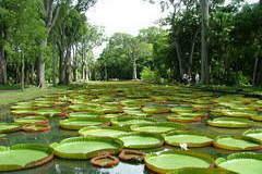 【 Pamplemousses Botanical Garden 】Victoria amazonica(オオオニバス)が有名な植物園。 植物好きな方にはとても魅力的なスポットですね。