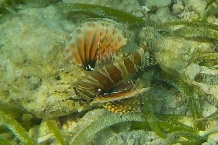 水上ヴィラ近くで見られた魚たち