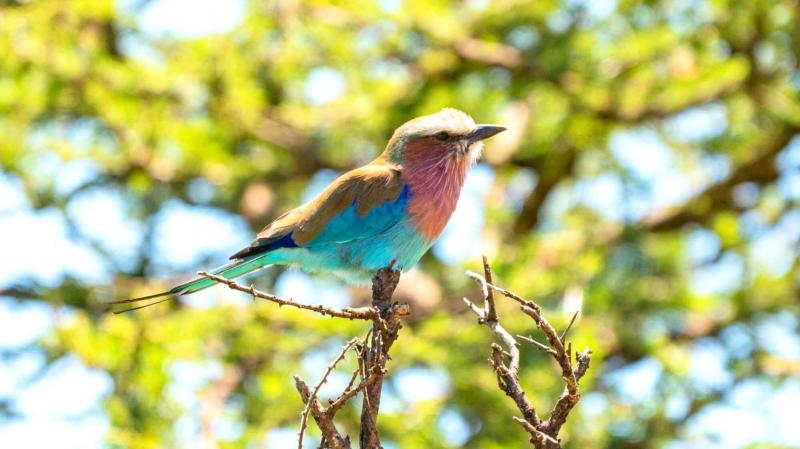 カラフルな鳥