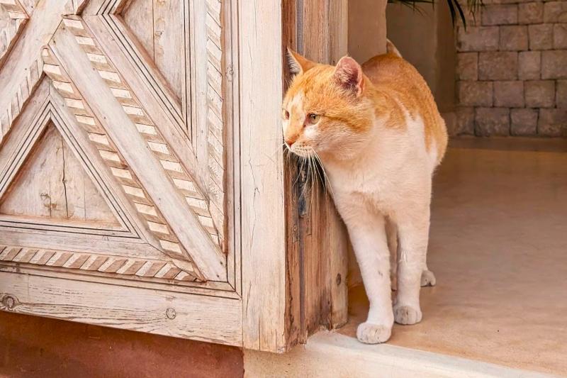 ホテルの色合いに似合う猫が…♪