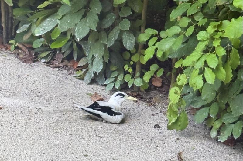 この鳥は飛ぶ姿もきれいでした