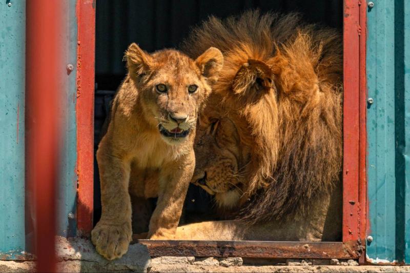 目の前の建物で涼んでいるライオン家族発見で、全員大興奮!!