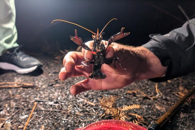 淡水に生息するザリガニ