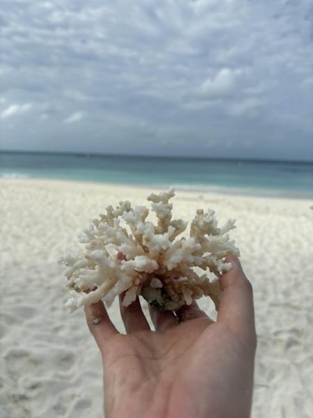砂浜で見つけたサンゴ。持って帰れないのが残念…