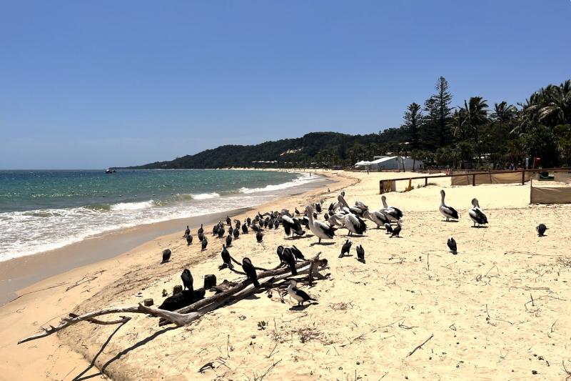 餌付けが行われたあとだったので、ビーチでは海鳥たちがお出迎えしてくれました
