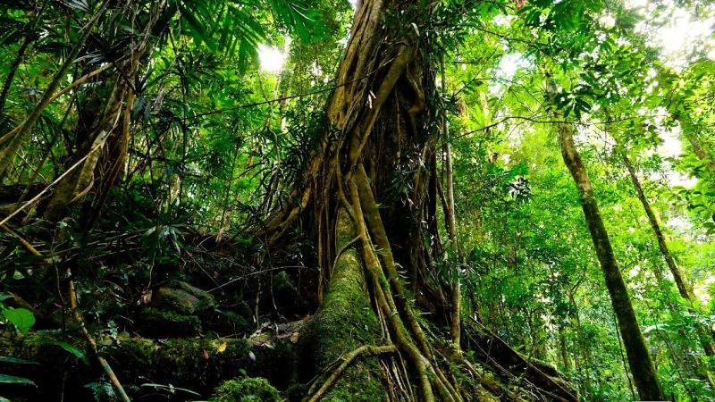 明るい時間は景色が良く見えてジャングルウォーク気分がもっと味わえそう(Photo by:Tour Gold Coast)!※スプリングブルック国立公園の様子は、以前に別のスタッフが視察レポートでご紹介しております。ページ最下部のリンクより、ぜひ併せてご覧ください。