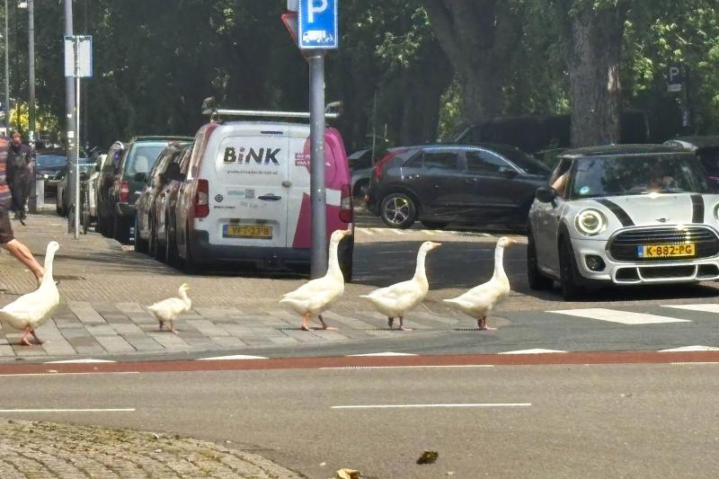 車がアヒルの行進を待ってあげています。街の風景にすっかり溶け込んでおり、自然と人が共存するオランダらしい光景のひとつです。特に初夏は、親鳥がベビーたちを引き連れ歩いている様子をよく見かけることができます♪ ほのぼのしていて、いいですよね〜。