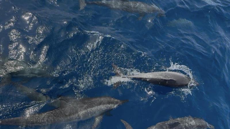 イルカが画面に映りきらないほどたくさん来てくれました。船がゆっくり進むとそれに合わせてついてきてくれて、フレンドリーでした。ジャンプしたり尾ビレで魚を追い込む様子を、たくさん観察できました。