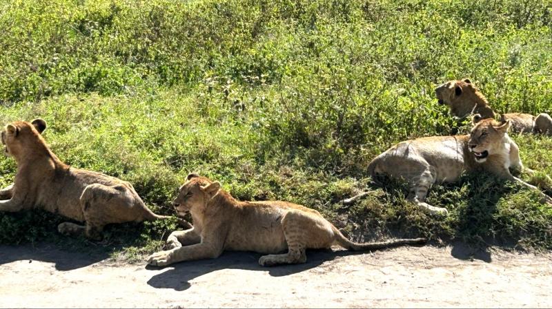 アフリカで初めて見たライオン