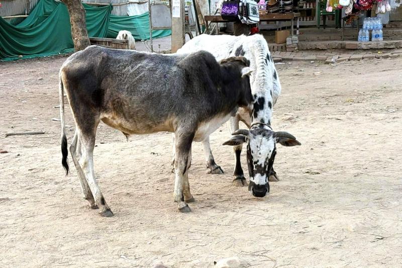 インドの野良牛