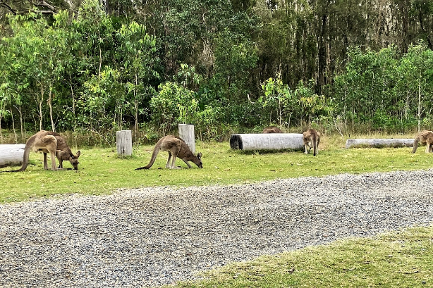 まわりでは、これまたたくさんのカンガルーが食事中。今度はとても近くで見られますが、近付きすぎるのは厳禁です。さっきの草原にいたカンガルーよりも大きめのカンガルーです。