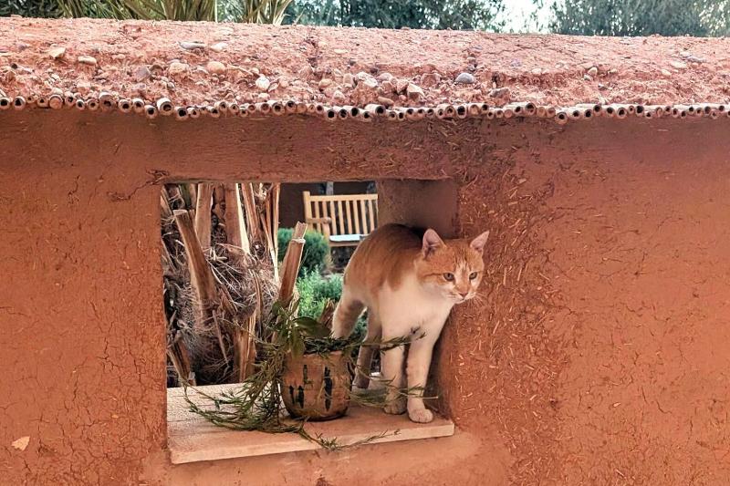 猫ものんびり過ごしていました