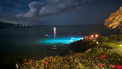 リゾートの陸地から見える場所にマンタが集まってきます