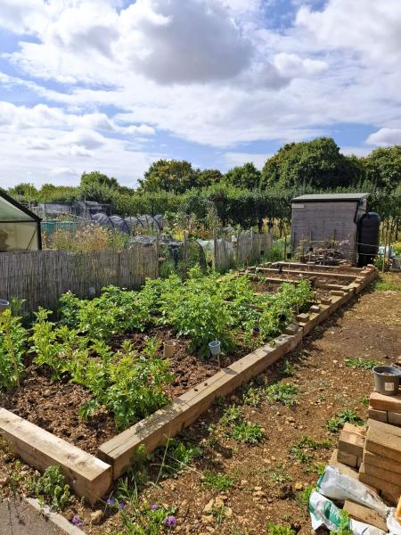 こちらが見学したお庭での家庭菜園の様子です。案内してくださったご夫妻はとても素敵な方々で、栽培の苦労などを情報交換して、楽しい時間を過ごしました。そのあと、「お茶でもいかがですか?」とお誘いいただいたので伺うと、古い石造りの母屋に、よくお手入れされた、小川の流れるお庭のあるお家でした。まるでビクトリア朝の小説の世界のようで、温室もあり、「これはまるでジーブスの物語の舞台かも?」など、いろいろな想像が頭の中をぐるぐると駆け巡りました。黒猫ちゃんまでいたのです…完璧すぎて、発熱しそうでした! どうも、お茶をありがとうございました、家族全員、一生忘れられない体験でした