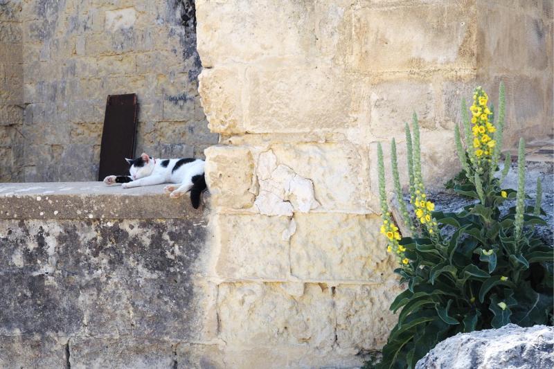 マテーラには癒し猫がたくさん