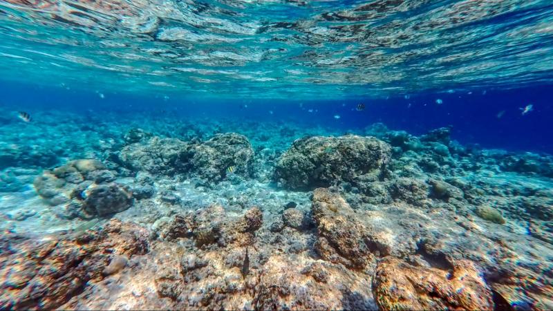部屋の前のラグーンにも見渡す限りの熱帯魚。浅いところでもお魚いっぱい!