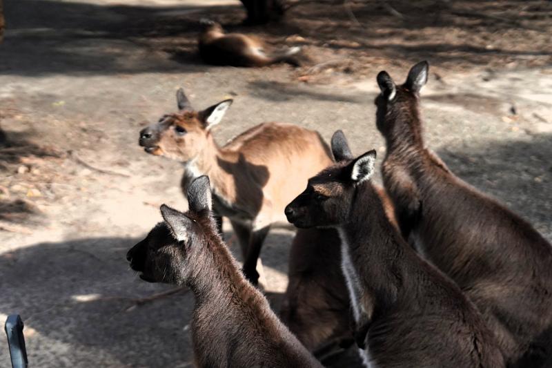 こちらは、島の名前の由来にもなった、まさにアイコニックな存在のカンガルーたちです。カンガルー島は、都会の喧騒から遠く離れ、地球が創り出したそのままの美しさに圧倒される、南オーストラリアの至宝とも言える特別な島です。