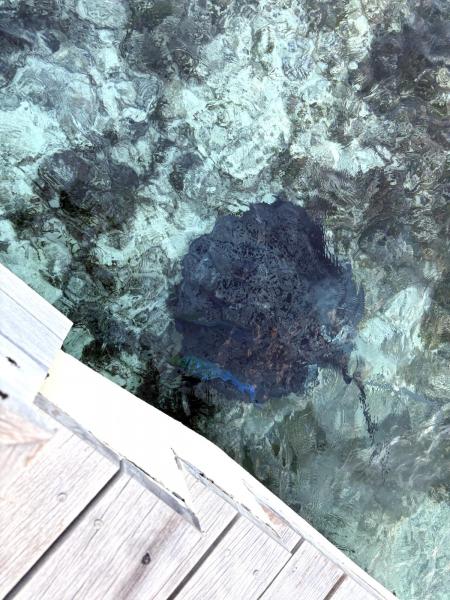 お部屋にエイと虹色の魚が遊びにきた時の写真です