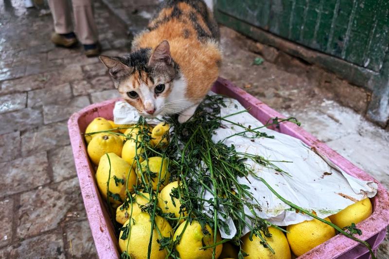 モロッコはどの都市も人懐っこい猫が多いです