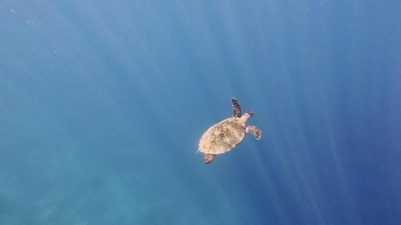 シュノーケリングでは、ウミガメにも遭遇できて幸せでした♪
