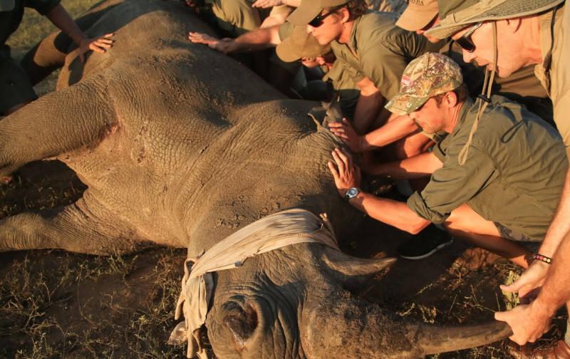 サイのノッチング体験