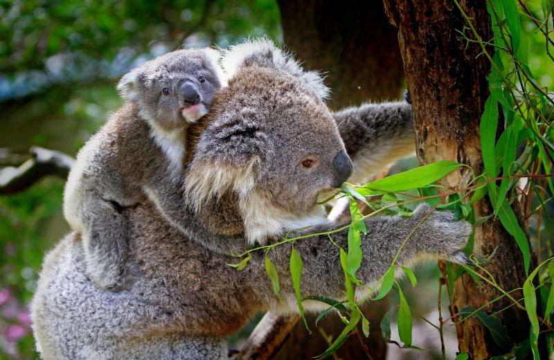 【コアラと記念撮影】オーストラリアNo.1の人気の動物といえば、やはりコアラ。コアラの抱っこできる州は限られており、ケアンズはその中の有数のコアラを抱っこして写真撮影できるエリア。ハートリーズ・アドベンチャーズがコアラ以外にも見所が多く、おすすめの動物園です。