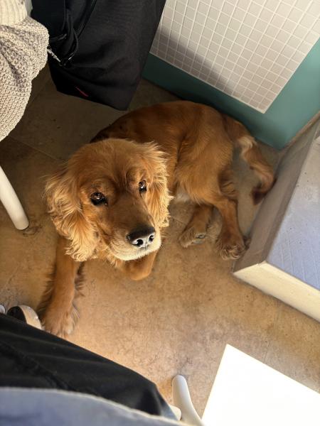 頻繁に周囲のお店を出入りしてた犬