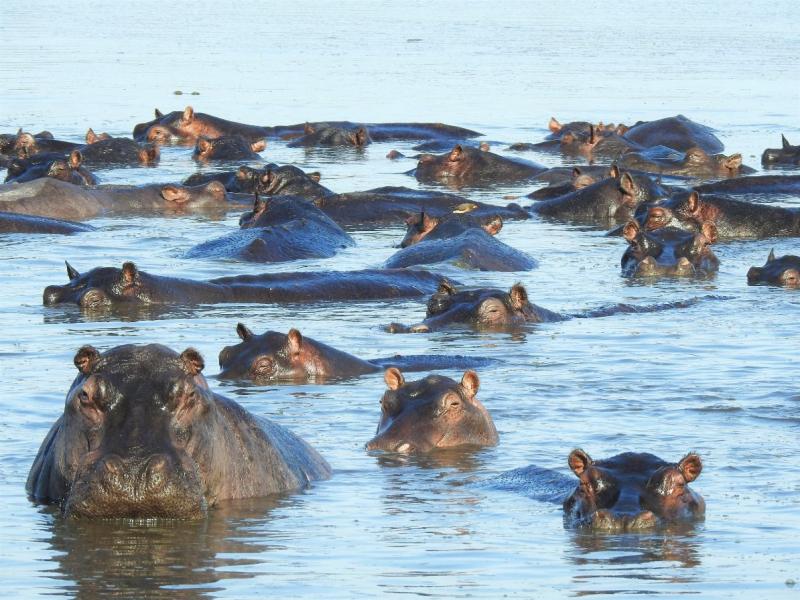 水の多いエリアなので、ワニや水牛、カバなど多くの動物が水辺に集まります。カバの迫力に圧倒されました
