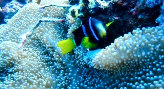カラフルな魚たち