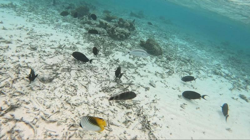 部屋のデッキから降りるだけで、こんなにたくさんの魚と一緒に泳ぐことができます