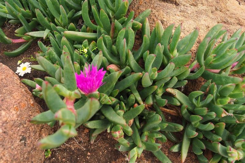 カルポブロタス チレンサス。アフリカン アイビーなどとも呼ばれる多肉植物