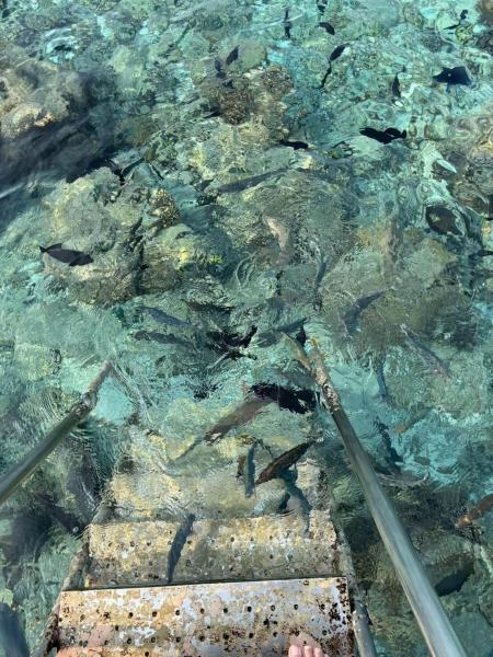 水上ヴィラから海へ降りるハシゴ。ここからでも魚がいっぱい！