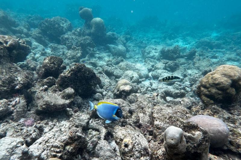 きれいなお魚も