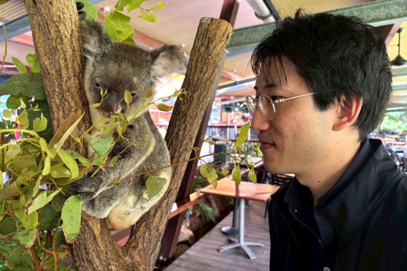 目と鼻の先にコアラ