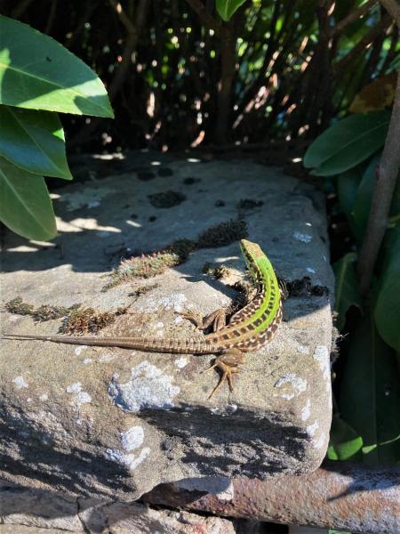 フィレンツェのバラ園で日向ぼっこしているトカゲさん　ヨーロッパの方にいるカナヘビらしく、日本のカナヘビに比べるとだいぶ鮮やかです