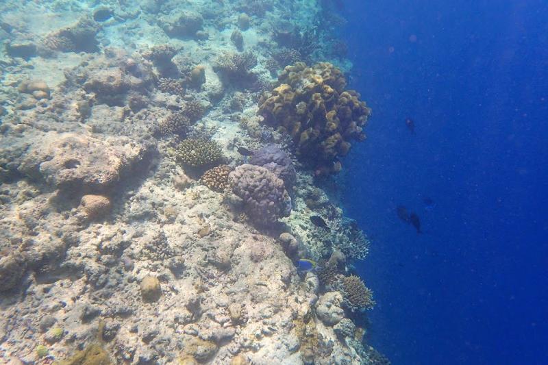 素晴らしいハウスリーフ＆ドロップオフです