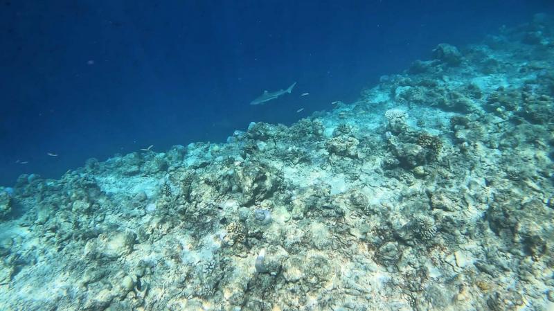 ヴィラの前の海では、ベビーシャークにも遭遇