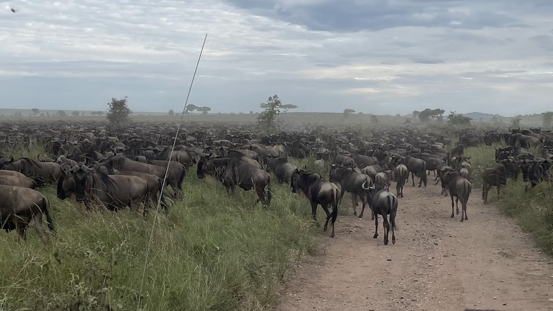 SERENGETI REPORT|セレンゲティ 視察ブログ