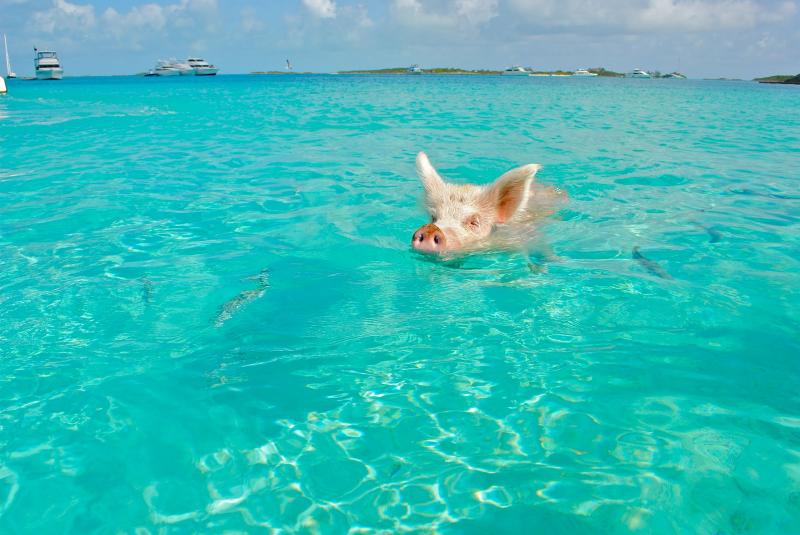 ●バハマ700以上の島々からなる国。カリブ海屈指の海の美しさを持ち、野生の豚と泳ぐことができるエグズーマ諸島へ訪れるアクティビティが人気です。また、カラフルにペイントされた建物が立ち並ぶ街など、海以外の魅力にも溢れており、マイアミから飛行機で1時間程度で行ける便利さもうれしいポイント。おすすめアクティビティ：アイランドホッピング、エグズーマ諸島日帰りツアー（豚がいるビーチ、ピッグビーチを訪れます）、シュノーケリング