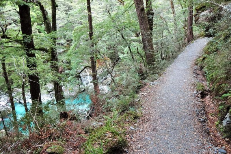 ルートバーンの整備された歩道と、青くきれいな川　日本語ガイドがニュージーランドの植物や鳥の話をながら案内してくれるので、とても面白かったです
